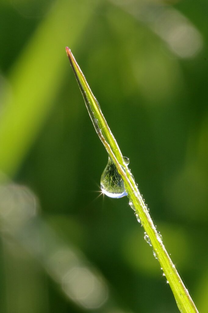 dew, a drop of, grass-2359194.jpg